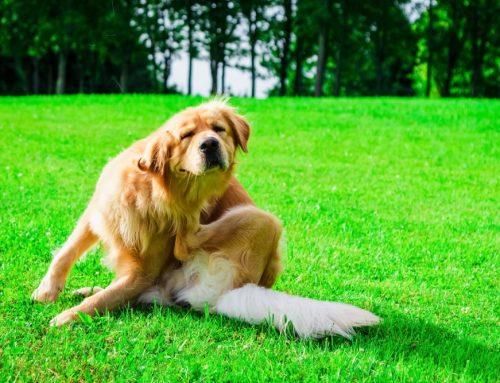 Hives, Swelling, and Anaphylaxis: When Allergic Reactions Turn Serious in Pets
