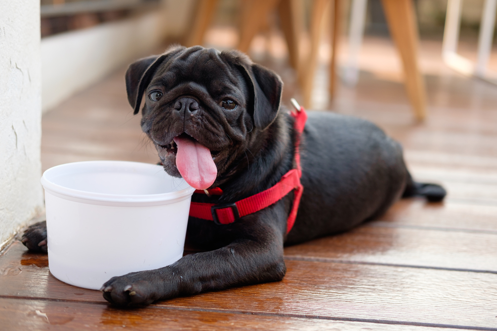 A black pug puppy wearing a red harness lies down on a wooden deck next to a white plastic bowl, looking forward with its tongue hanging out while panting.