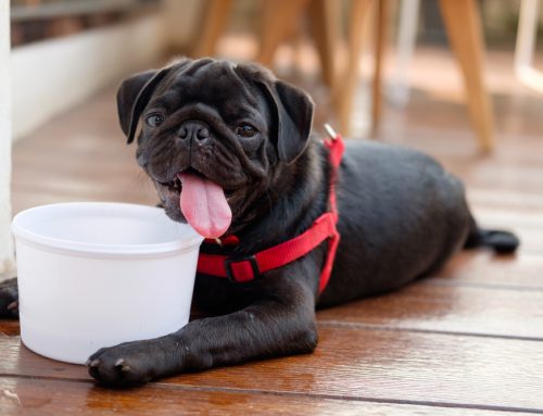 How Does a Hot Lexington Afternoon Become a Heat Stroke Emergency for Pets?