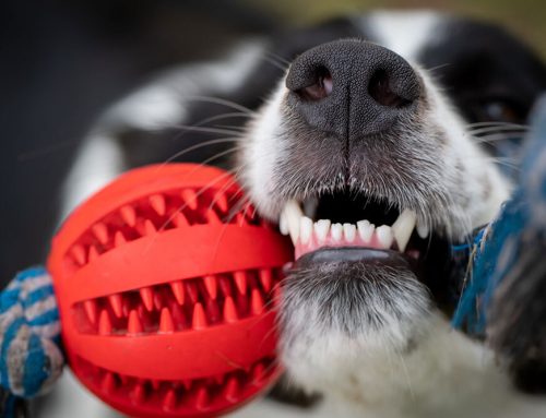 Pet Equipment That Causes More Harm Than Good