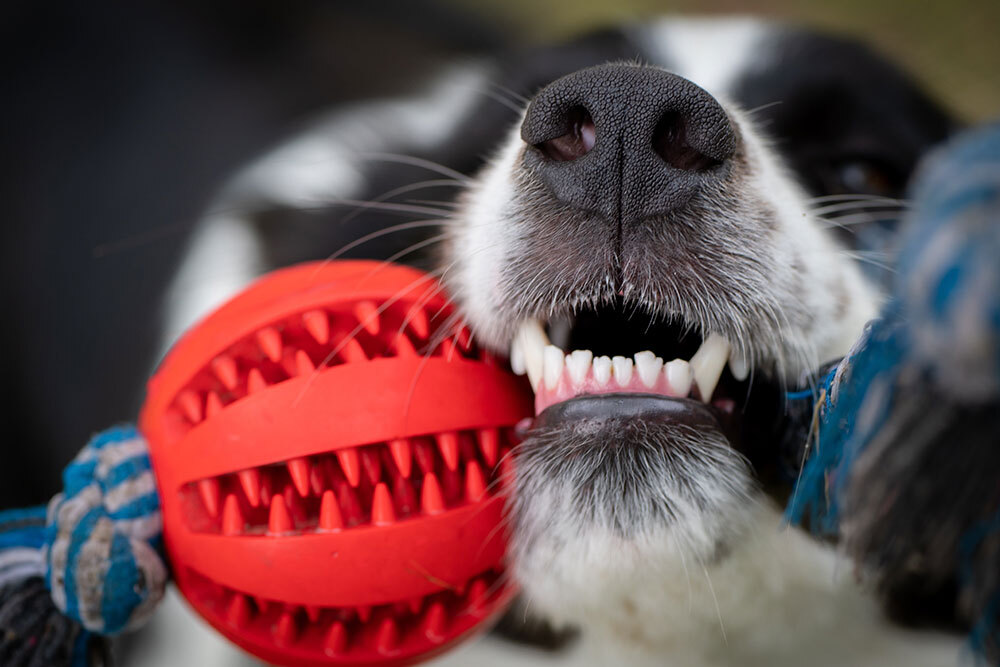 Border Collie chewing a frayed rope toy that may cause intestinal blockage or linear foreign body in dogs