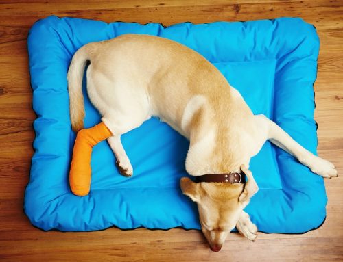 How Do I Know If My Dog Needs a Mobility Cart or Support Harness?