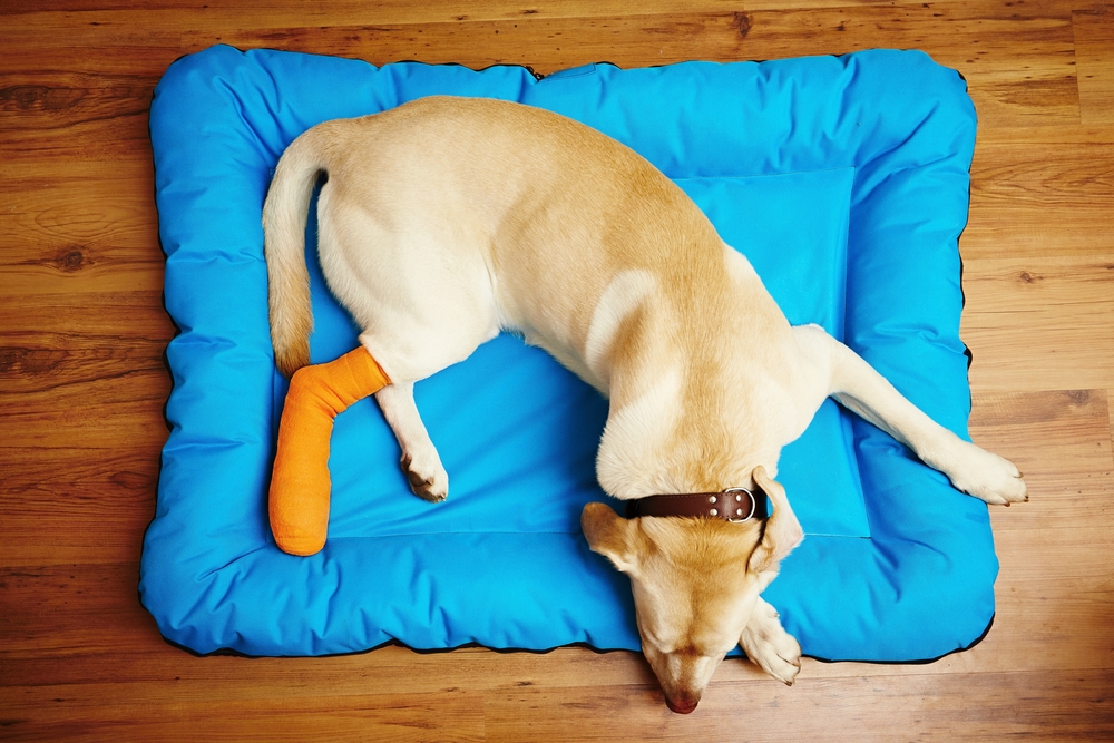 Dog recovering from an injury while resting at home, highlighting post-treatment care, pain management, healing support, and veterinary follow-up.