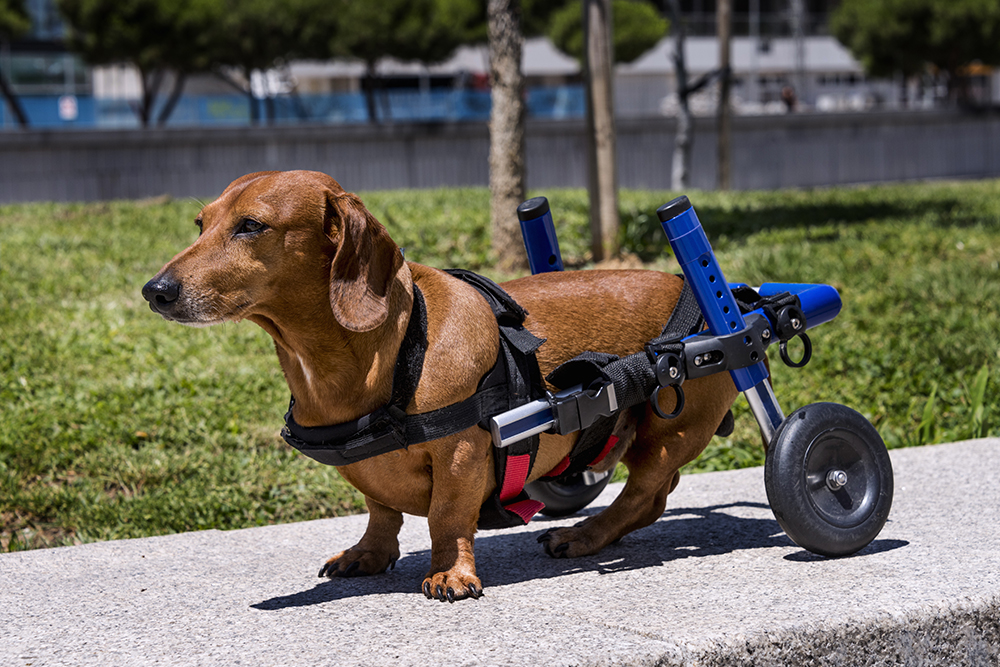 Dog with paralysis using a wheelchair cart for mobility support, rehabilitation, improved quality of life, and greater freedom of movement.