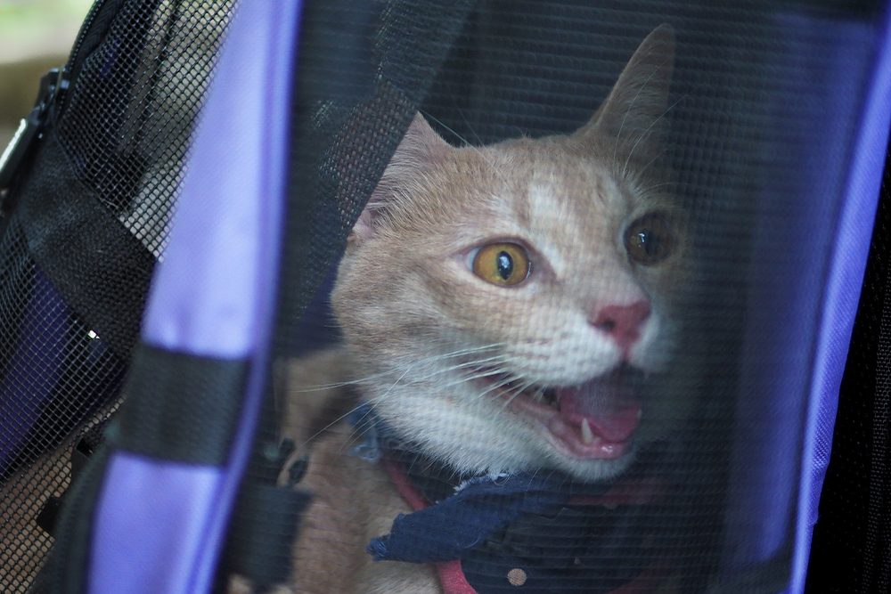 An orange tabby cat sitting inside a purple mesh pet carrier, looking out with wide eyes and its mouth open in a panting or vocalizing expression, showing signs of stress or anxiety during travel.