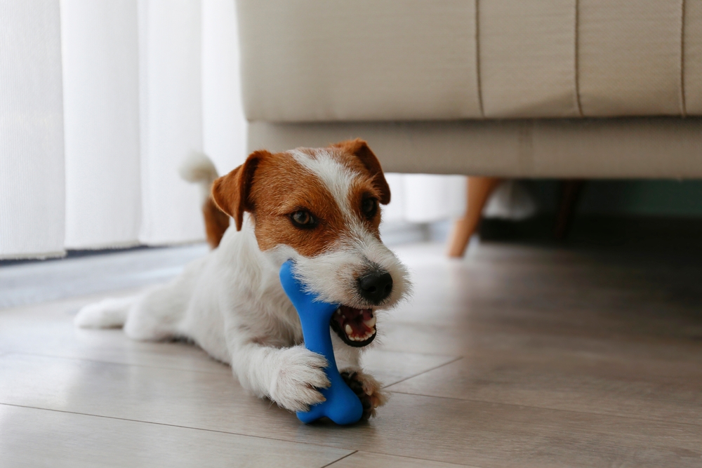 Wire-haired Jack Russell puppy playing with blue chew toy indoors